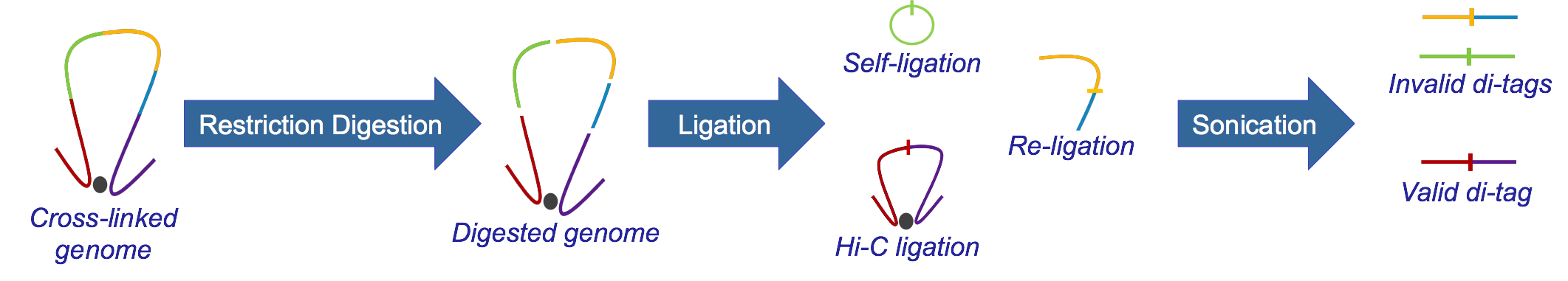 Hi-C Overview