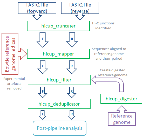 HiCUP Flow Chart